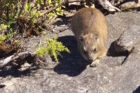 Junger Bruder des Elefanten (2)