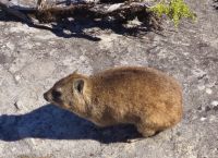 Junger Bruder des Elefanten (3)