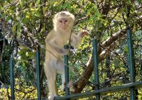 Baby Affen Spiel (2)