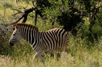 Wildtierwelten im Kruger NP (57)