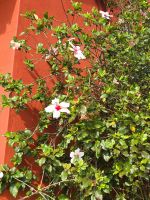 Foresters Arms GArden (1)