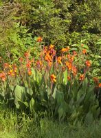 Foresters Arms GArden (2)