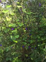 Foresters Arms GArden (3)