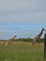 Streckenbegleitung (1)