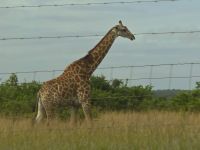 Streckenbegleitung (3)