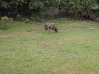 Hluhluwe River Lodge (1)