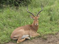Wunderbare Tierbegegnungen Hluhluwe NP (1)