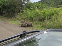 Wunderbare Tierbegegnungen Hluhluwe NP (2)