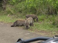 Wunderbare Tierbegegnungen Hluhluwe NP (3)