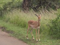 Wunderbare Tierbegegnungen Hluhluwe NP (4)