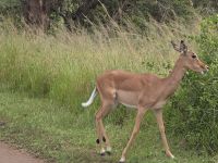 Wunderbare Tierbegegnungen Hluhluwe NP (5)