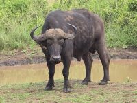 Wunderbare Tierbegegnungen Hluhluwe NP (6)