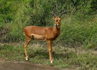 Wunderbare Tierbegegnungen Hluhluwe NP (8)
