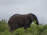 Wunderbare Tierbegegnungen Hluhluwe NP (15)
