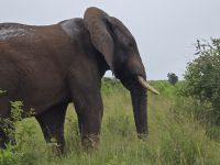 Wunderbare Tierbegegnungen Hluhluwe NP (16)