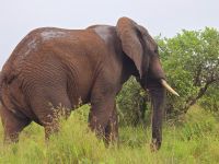 Wunderbare Tierbegegnungen Hluhluwe NP (17)