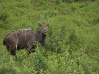 Wunderbare Tierbegegnungen Hluhluwe NP (19)