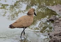 Wunderbare Tierbegegnungen Hluhluwe NP (22)