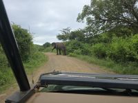 Wunderbare Tierbegegnungen Hluhluwe NP (23)