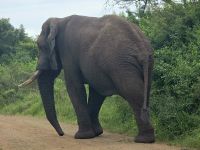 Wunderbare Tierbegegnungen Hluhluwe NP (24)