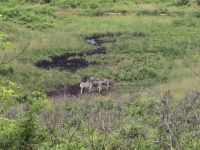 Wunderbare Tierbegegnungen Hluhluwe NP (26)