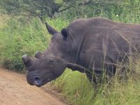 Wunderbare Tierbegegnungen Hluhluwe NP (27)