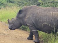 Wunderbare Tierbegegnungen Hluhluwe NP (28)