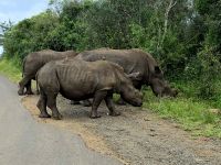 Wunderbare Tierbegegnungen Hluhluwe NP (30)