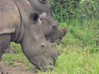Wunderbare Tierbegegnungen Hluhluwe NP (31)