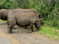 Wunderbare Tierbegegnungen Hluhluwe NP (32)