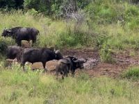 Wunderbare Tierbegegnungen Hluhluwe NP (34)