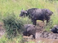 Wunderbare Tierbegegnungen Hluhluwe NP (35)