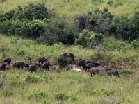 Wunderbare Tierbegegnungen Hluhluwe NP (36)