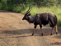 Wunderbare Tierbegegnungen Hluhluwe NP (37)