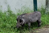 Begegnung in der Stadt (1)