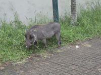 Begegnung in der Stadt (2)