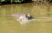 Hippos satt (1)