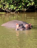 Hippos satt (2)