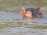 so nahe die Hippos (1)