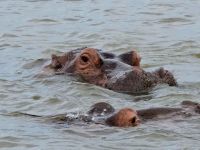 so nahe die Hippos (2)