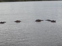 so nahe die Hippos (3)