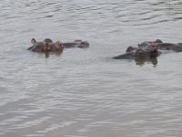 so nahe die Hippos (4)