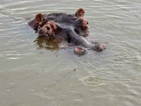 so nahe die Hippos (6)