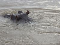 so nahe die Hippos (7)