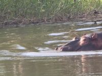 so nahe die Hippos (10)