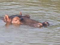 so nahe die Hippos (13)