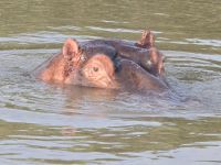 so nahe die Hippos (14)