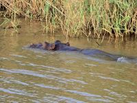 weiteres Tierleben (2)