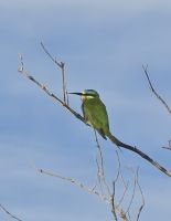 weiteres Tierleben (4)