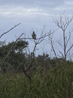 weiteres Tierleben (6)